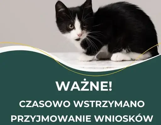 Gmina Kobierzyce wstrzymuje nabór wniosków na sterylizację i kastrację kotów